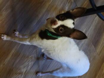 Chihuahua Dogs Available for Adoption - Sukee | PetCurious