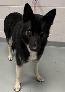 German Shepherd Dog and Mixed Breed Dogs Available for Adoption in St. Cloud, Florida - HERCULES | PetCurious