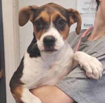 Mitzi -  Hound Dog for Adoption in Hollister, Missouri - Mitzi | PetCurious