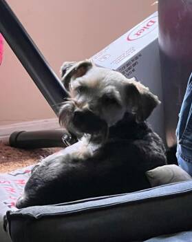 Wookie -  Yorkshire Terrier Dog for Adoption in Nashville, Tennessee - Wookie | PetCurious
