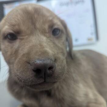 Black Labrador Retriever Dogs Available for Adoption in Parrish, Alabama - Florence | PetCurious
