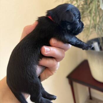 Chili -  Chihuahua Dog for Adoption in Sacramento, California - Chili | PetCurious