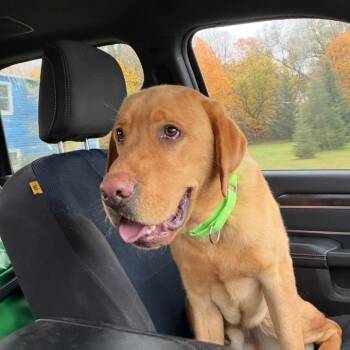 Cooper - in Foster -  Labrador Retriever Dog for Adoption in Morristown, Vermont - Cooper - In Foster | PetCurious