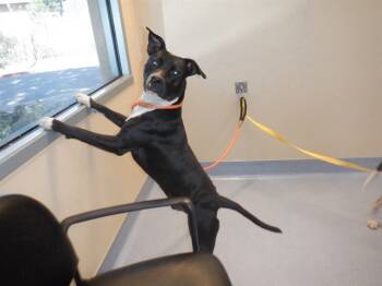 Rescue Pit Bull Terrier and Mixed Breed Dogs for Adoption in San Jose, California - SARGENT CHEESE | PetCurious