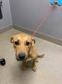 Labrador Retriever and Mixed Breed Dogs Available for Adoption in Las Vegas, Nevada - TAMATOA | PetCurious