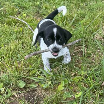 Ceaser FC LB -  Dachshund and Mixed Breed Dog for Adoption in Union, Missouri - Ceaser FC LB | PetCurious