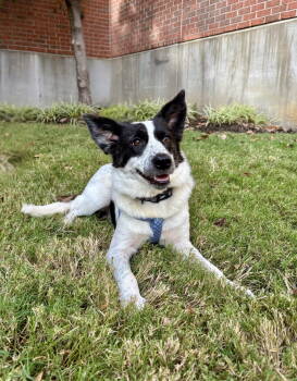 Rescue Cattle Dog and Border Collie Dogs for Adoption in Southaven, Mississippi - TALULAH | PetCurious