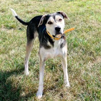 Remington -  Shepherd and Husky Dog for Adoption in La Grange, Kentucky - Remington | PetCurious