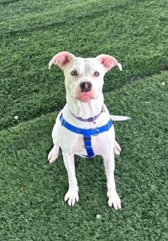 Rescue Mixed Breed Dogs for Adoption in Moundsville, West Virginia - Serenity | PetCurious