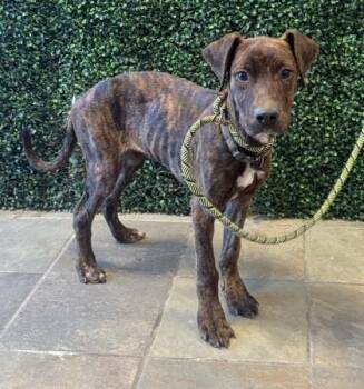 Mountain Cur and Mixed Breed Dogs Available for Adoption - Duke | PetCurious