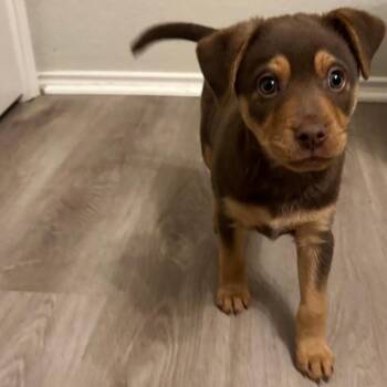 Shepherd and Mixed Breed Dogs Available for Adoption in San Antonio, Texas - Oakley | PetCurious