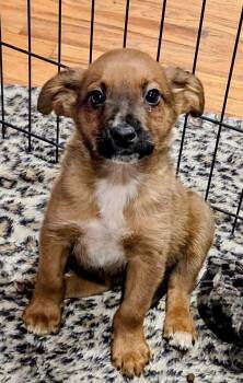 Australian Shepherd Dogs Available for Adoption - Pistachio | PetCurious