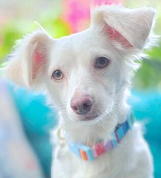 Olly -  Dachshund Dog for Adoption in Anaheim, California - Olly | PetCurious