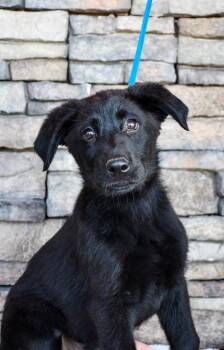 Jet -  Labrador Retriever and German Shepherd Dog Dog Available for Adoption in Yakima, Washington - Jet | PetCurious