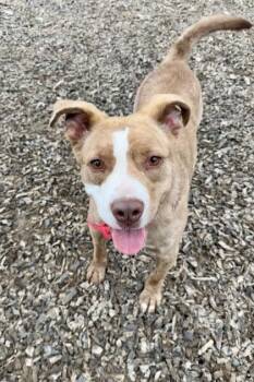Fallon -  Pit Bull Terrier and Australian Shepherd Dog for Adoption in Atlanta, Georgia - Fallon | PetCurious