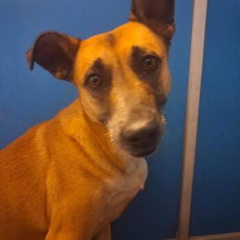 Alexa -  Belgian Shepherd Malinois and Mixed Breed Dog for Adoption in Flagstaff, Arizona - Alexa | PetCurious