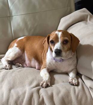 Macy -  Beagle Dog for Adoption in Lutz, Florida - Macy | PetCurious