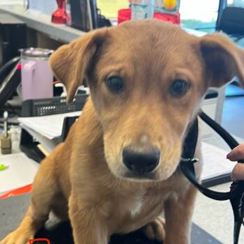 Rescue Terrier Dogs for Adoption in Marshall, Texas - Red | PetCurious