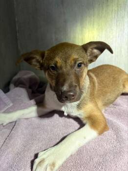 Hound Dogs Available for Adoption - GREG | PetCurious