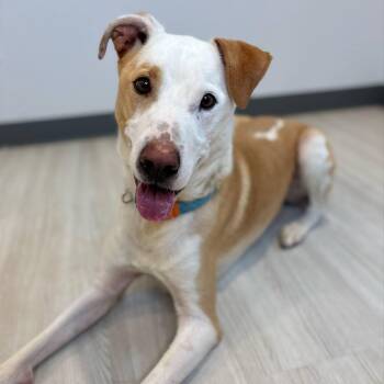 Rescue Labrador Retriever Dogs for Adoption in Bethel, Connecticut - Charlie | PetCurious