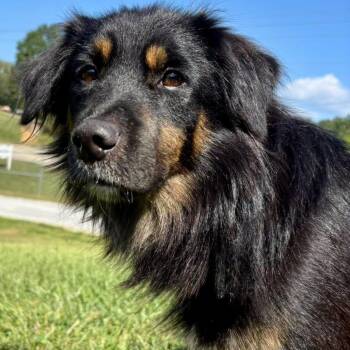 Lennox -  Australian Shepherd Dog for Adoption in Effingham, Illinois - Lennox | PetCurious
