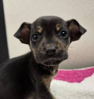 Chihuahua and Plott Hound Dogs Available for Adoption - Babe Icicle Aka Gracie | PetCurious