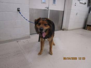 Rocky (114) -  German Shepherd Dog and Chow Chow Dog for Adoption in Marietta, Georgia - Rocky (114) | PetCurious