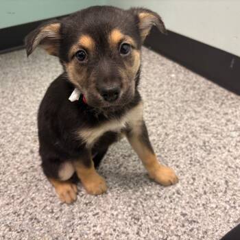 Montana -  Mixed Breed Dog for Adoption in Clavet, Saskatchewan - Montana | PetCurious