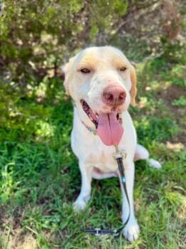 Phoenix -  Labrador Retriever Dog for Adoption in VERNON ROCKVL, Connecticut - Phoenix | PetCurious