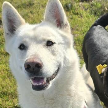 Shepherd Dogs Available for Adoption - Stimpy | PetCurious