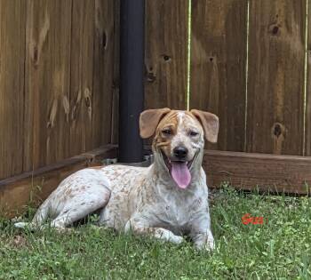 Australian Cattle Dog Blue Heeler Dogs Available for Adoption in Ladonia, Texas - Gus | PetCurious