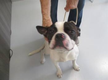 A383669 -  Boxer Dog for Adoption in Ocala, Florida - A383669 | PetCurious