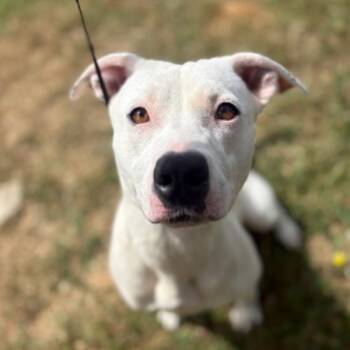 Pit Bull Terrier Dogs Available for Adoption in Parker, Colorado - 443 (2026) Cola | PetCurious