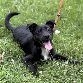Ben -  Black Labrador Retriever Dog for Adoption in Locust Fork, Alabama - Ben | PetCurious