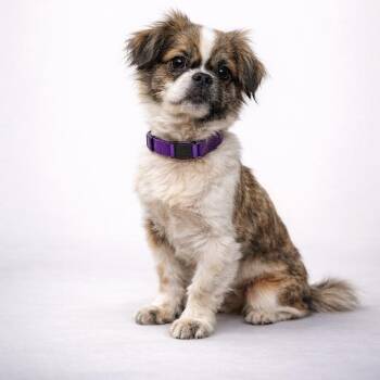 Shih Tzu and Pug Dogs Available for Adoption - Pita Pocket | PetCurious
