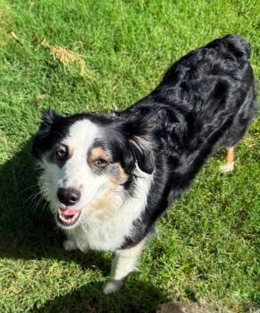 Cricket -  Australian Shepherd Dog for Adoption in Oklahoma City, Oklahoma - Cricket | PetCurious