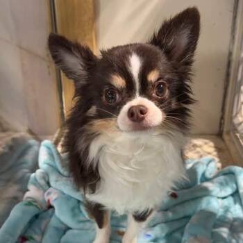 Odin -  Chihuahua Dog for Adoption in Alma, Michigan - Odin | PetCurious