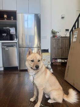 RK -  Jindo Dog for Adoption in New York, New York - RK | PetCurious