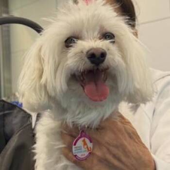 Khloe -  Maltese Dog for Adoption in Boca Raton, Florida - Khloe | PetCurious