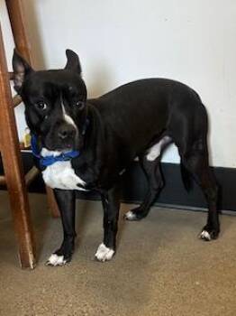 Pit Bull Terrier Dogs Available for Adoption in Cleveland, Ohio - Jacob | PetCurious