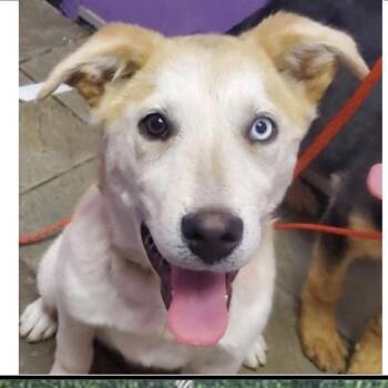 Husky and Mixed Breed Dogs Available for Adoption in Tacoma, Washington - Tree | PetCurious