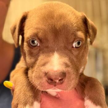 Travis - yellow -  Anatolian Shepherd and Dutch Shepherd Dog for Adoption in Greenfield, Indiana - Travis - Yellow | PetCurious