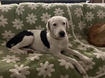 Sailor -  Labrador Retriever and Dalmatian Dog for Adoption in Mabank, Texas - Sailor | PetCurious