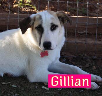 Gillian -  Great Pyrenees and Anatolian Shepherd Dog for Adoption in Fort Worth, Texas - Gillian | PetCurious