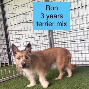 Ron -  Terrier Dog for Adoption in Tampa, Florida - Ron | PetCurious