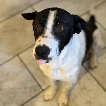 Pointer and Mixed Breed Dogs Available for Adoption - Mrs. Potts | PetCurious