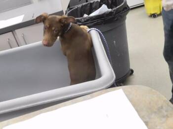 JUBILEE -  Doberman Pinscher and Mixed Breed Dog for Adoption in Omaha, Nebraska - JUBILEE | PetCurious