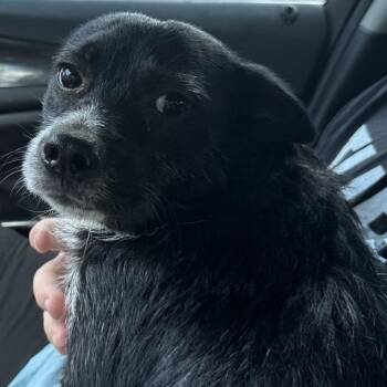 Hunter -  Terrier Dog for Adoption in Montgomery, Alabama - Hunter | PetCurious