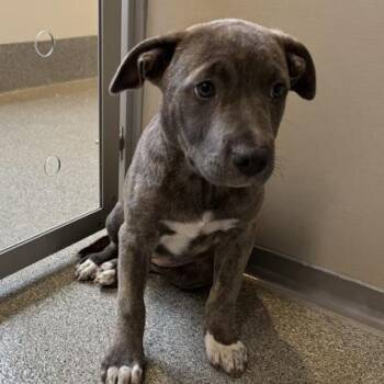 Safo -  Mixed Breed Dog for Adoption in Bellevue, Washington - Safo | PetCurious