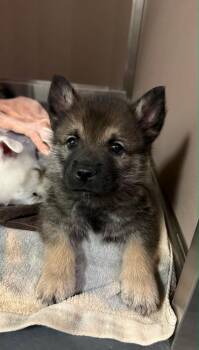 Paisley -  Shepherd and Husky Dog for Adoption in Calgary, Alberta - Paisley | PetCurious